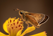 16th Jul 2020 - Golden Moth
