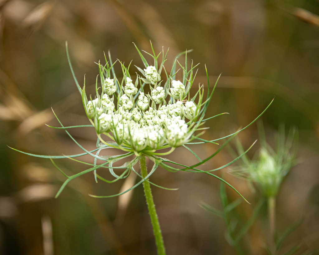 Queen Anne's Lace Ready to Bloom by marylandgirl58