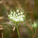 Queen Anne's Lace Ready to Bloom by marylandgirl58