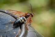 16th Jul 2020 - Cicada Killer