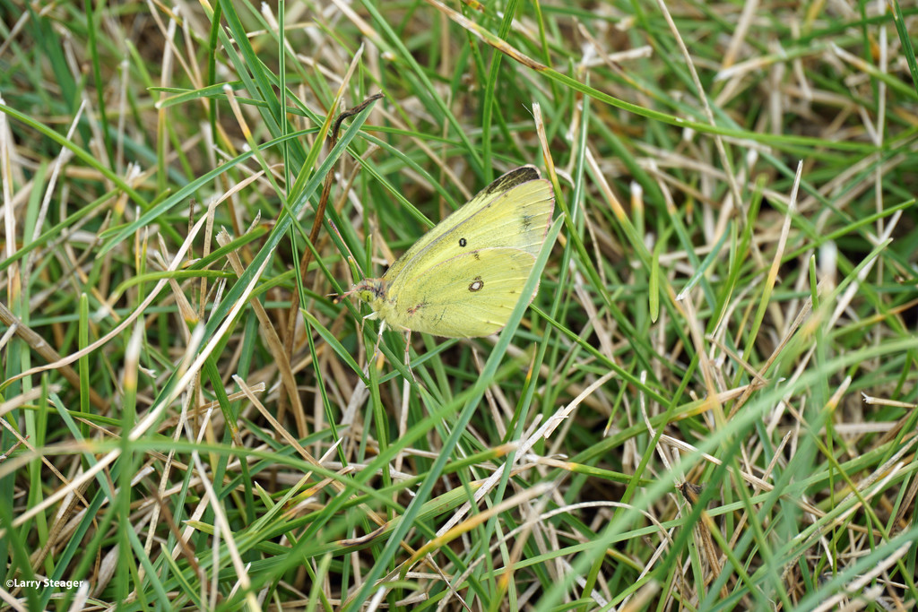 Clouded Yellow butterfly by larrysphotos