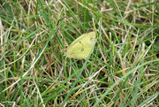 16th Jul 2020 - Clouded Yellow butterfly