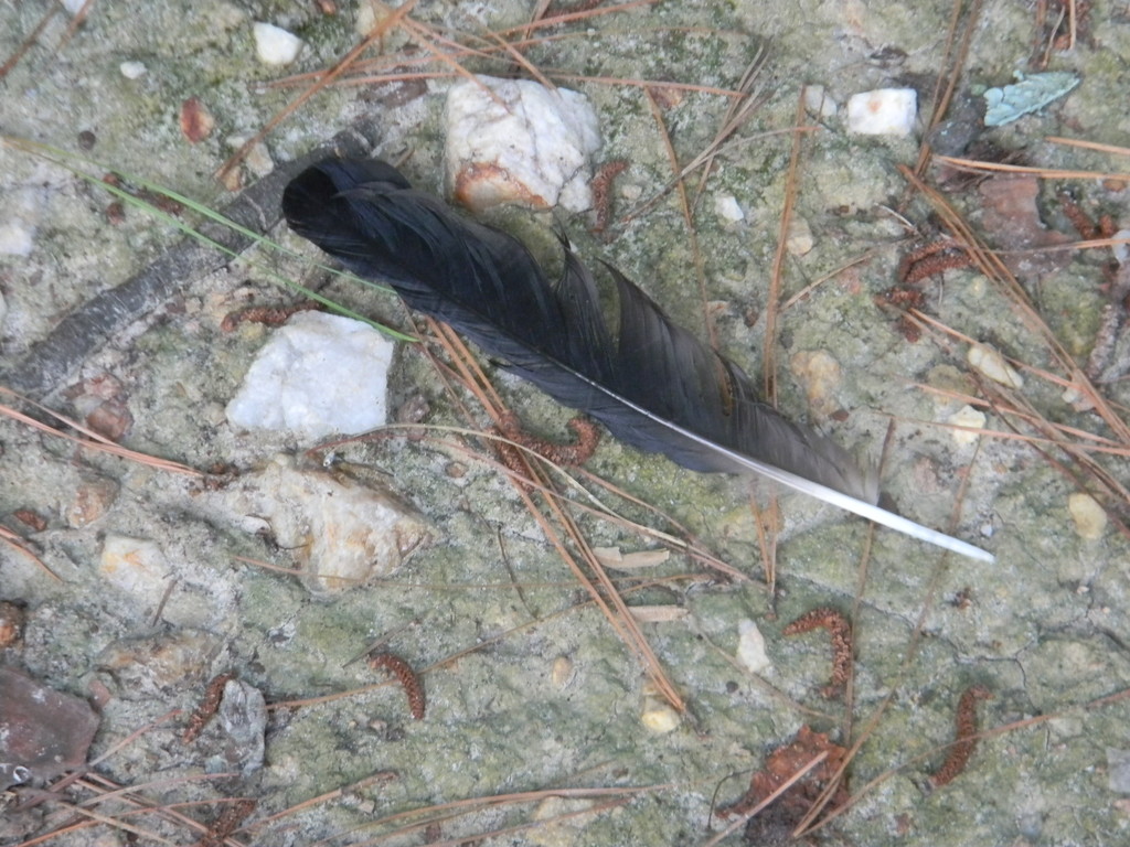 Bird Feather  by sfeldphotos