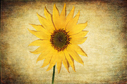 17th Jul 2020 - Sunflower 