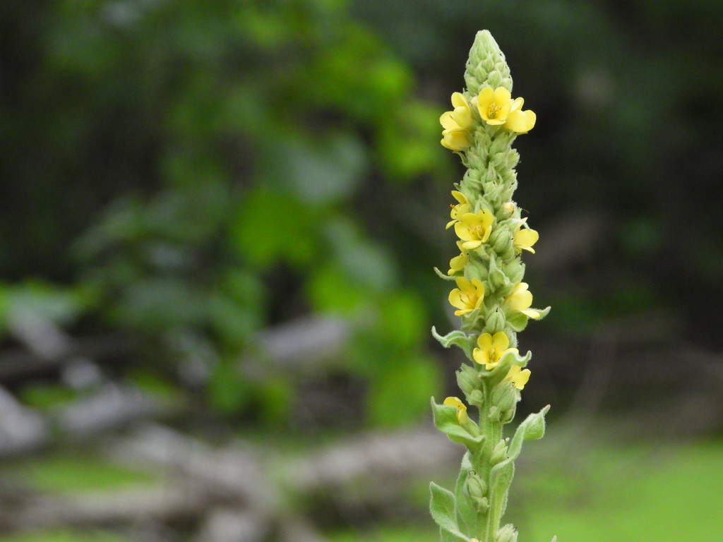 Common mullein by amyk