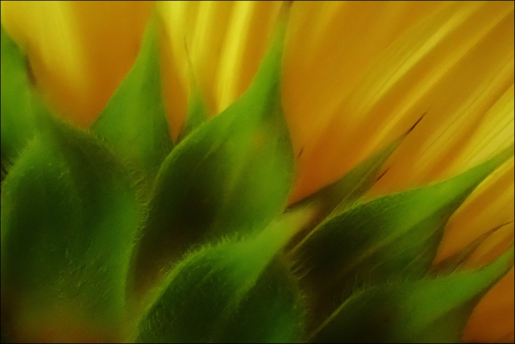 Dreamy Sunflower by olivetreeann