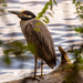 Yellow Crowned Night Heron! by rickster549