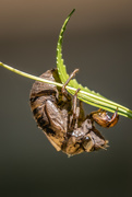 7th Jul 2020 - The cicada has emerged 
