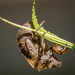 The cicada has emerged  by jyokota