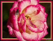 16th Jul 2020 - everyone loves a pretty rose