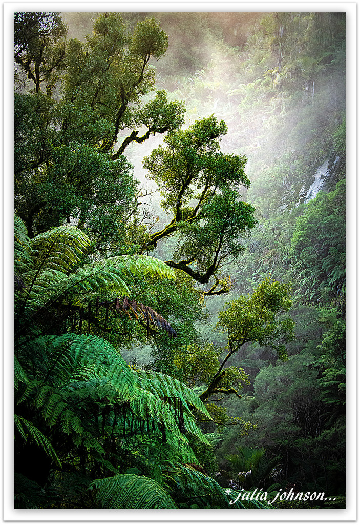 Misty New Zealand Bush ... by julzmaioro