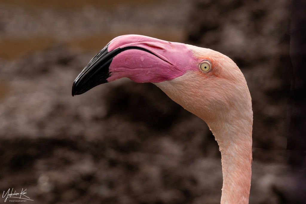 Flamingo Friday by yorkshirekiwi