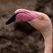 Flamingo Friday by yorkshirekiwi