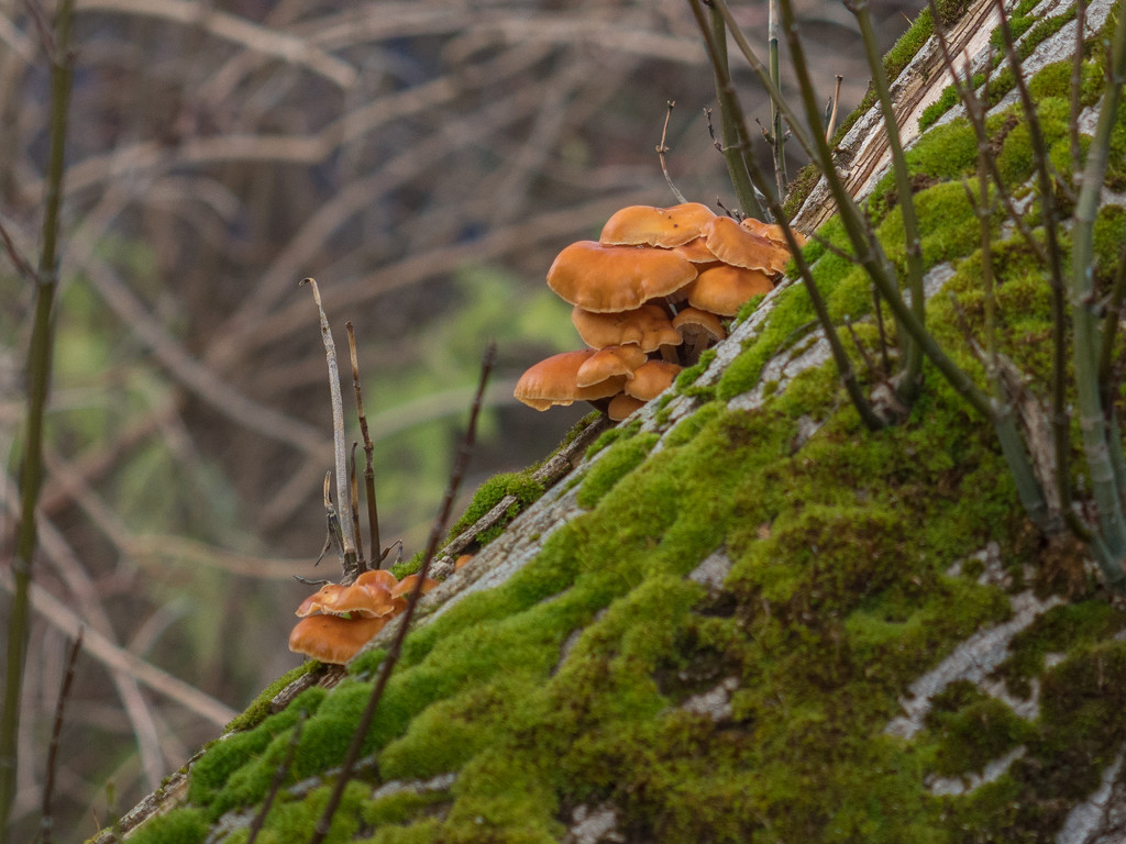 Fungi by gosia