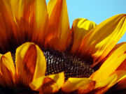 17th Jul 2020 - Sunflower