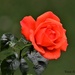 One of our lovely roses  by rosiekind