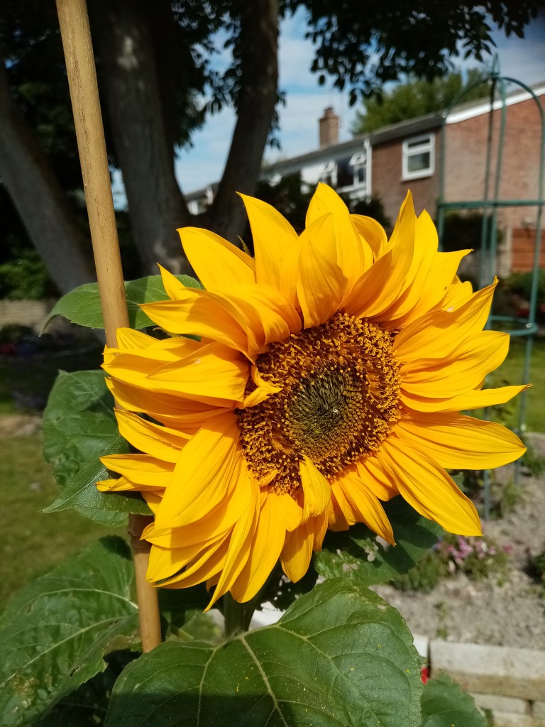First Sunflower  by foxes37