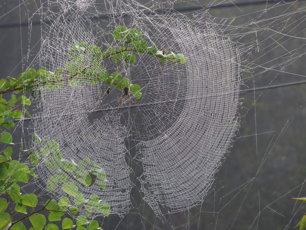 Spider Web by loey5150