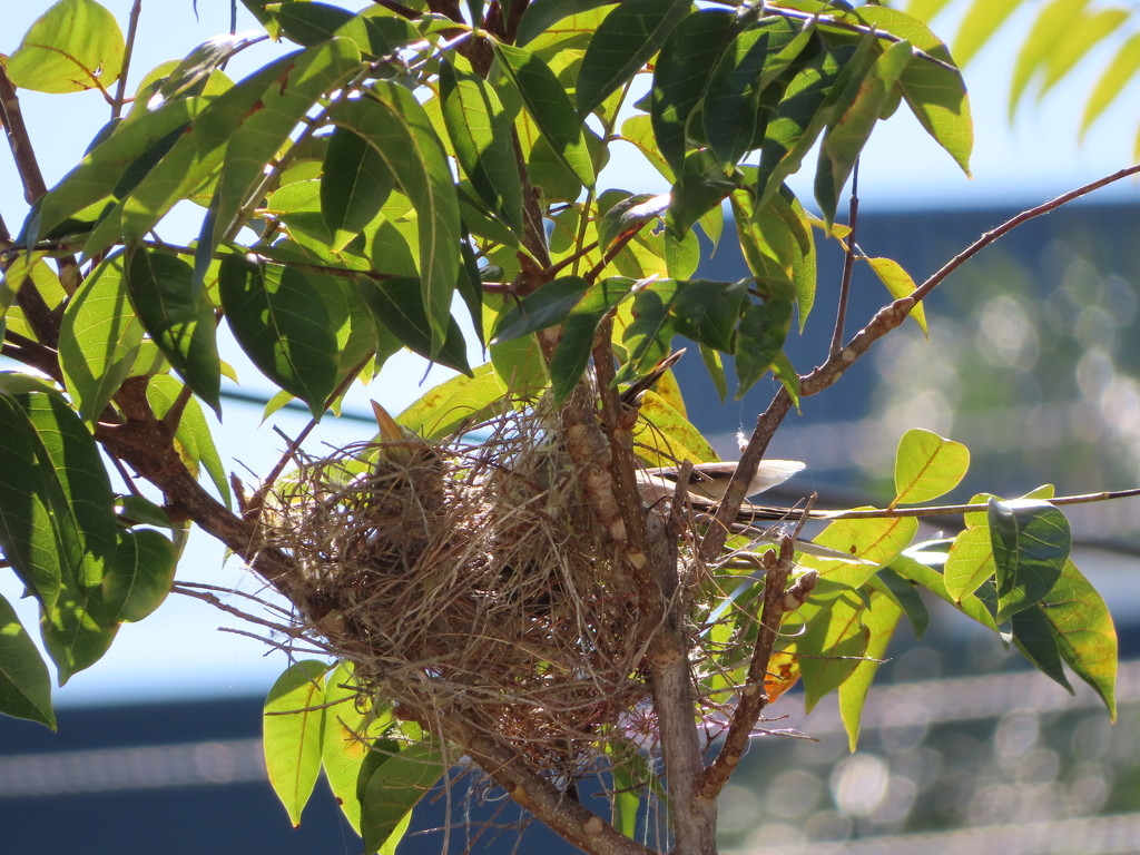 Minor Birds Nesting by loey5150