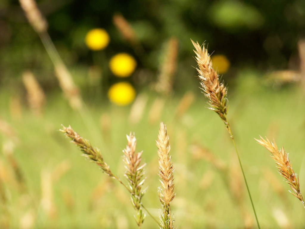 Wild Sweet Vernal Grass... by marlboromaam