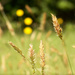 Wild Sweet Vernal Grass... by marlboromaam