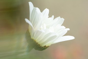 17th Jul 2020 - White daisy.......
