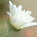 White daisy....... by ziggy77