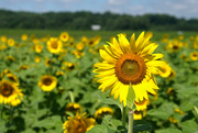 17th Jul 2020 - Sunflowers