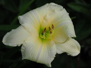 17th Jul 2020 - Frilly Lily