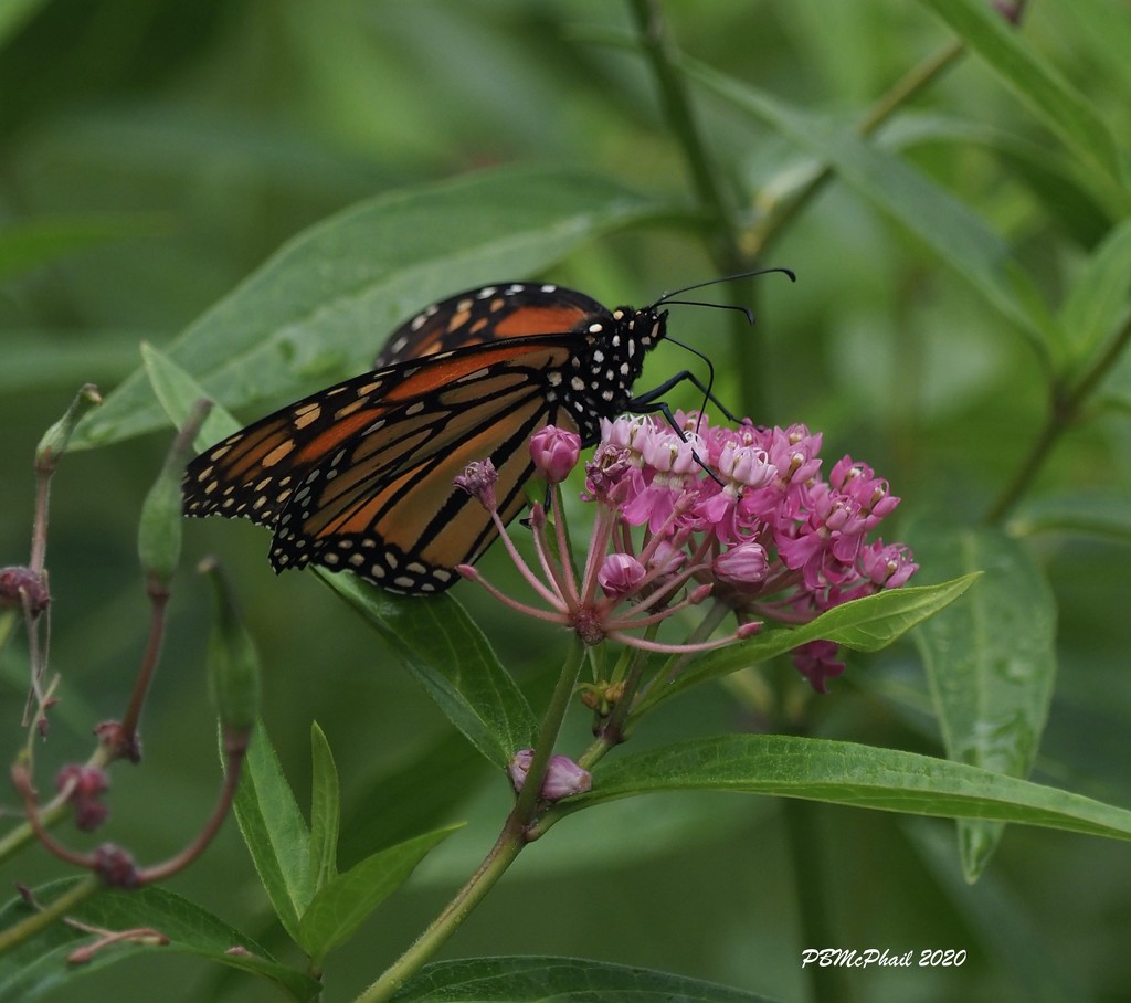 Monarch on Milkweed by selkie