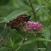 Monarch on Milkweed by selkie