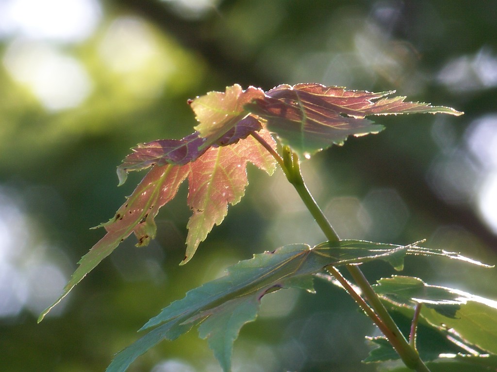 New maple leaves... by marlboromaam