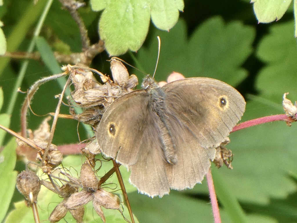 I love the Meadow Brown by orchid99