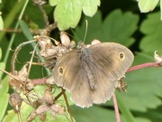 17th Jul 2020 - I love the Meadow Brown