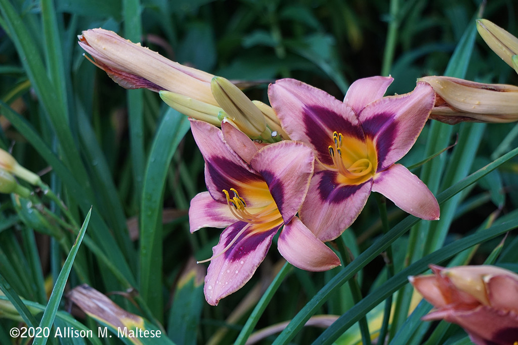 Pink Day Lilies by falcon11