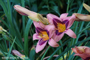 16th Jul 2020 - Pink Day Lilies