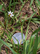 29th May 2020 - Common name is blue-eyed grass...