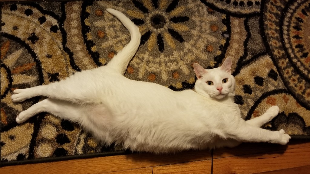 World's weirdest cat by scoobylou