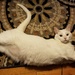 World's weirdest cat by scoobylou