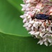 beetle by edorreandresen