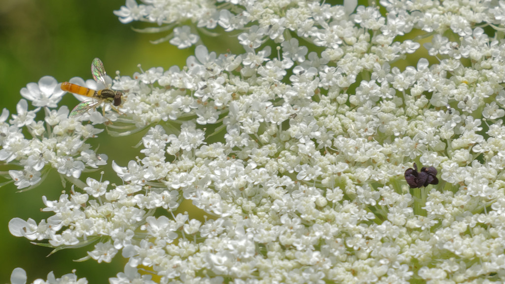 queen anne's lace with bee by rminer