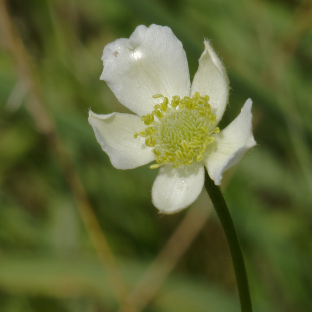 cylinderical thimbleweed by rminer
