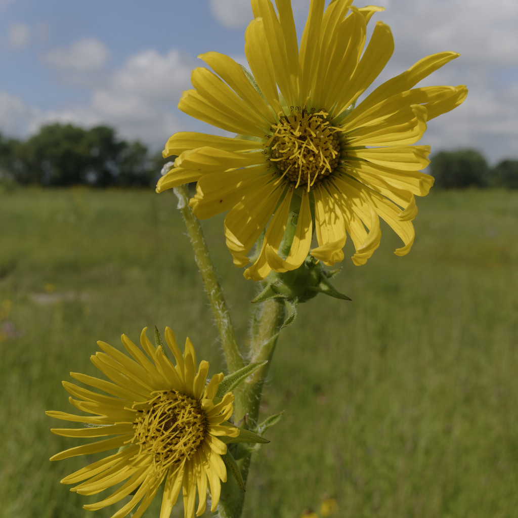 compass plant  by rminer