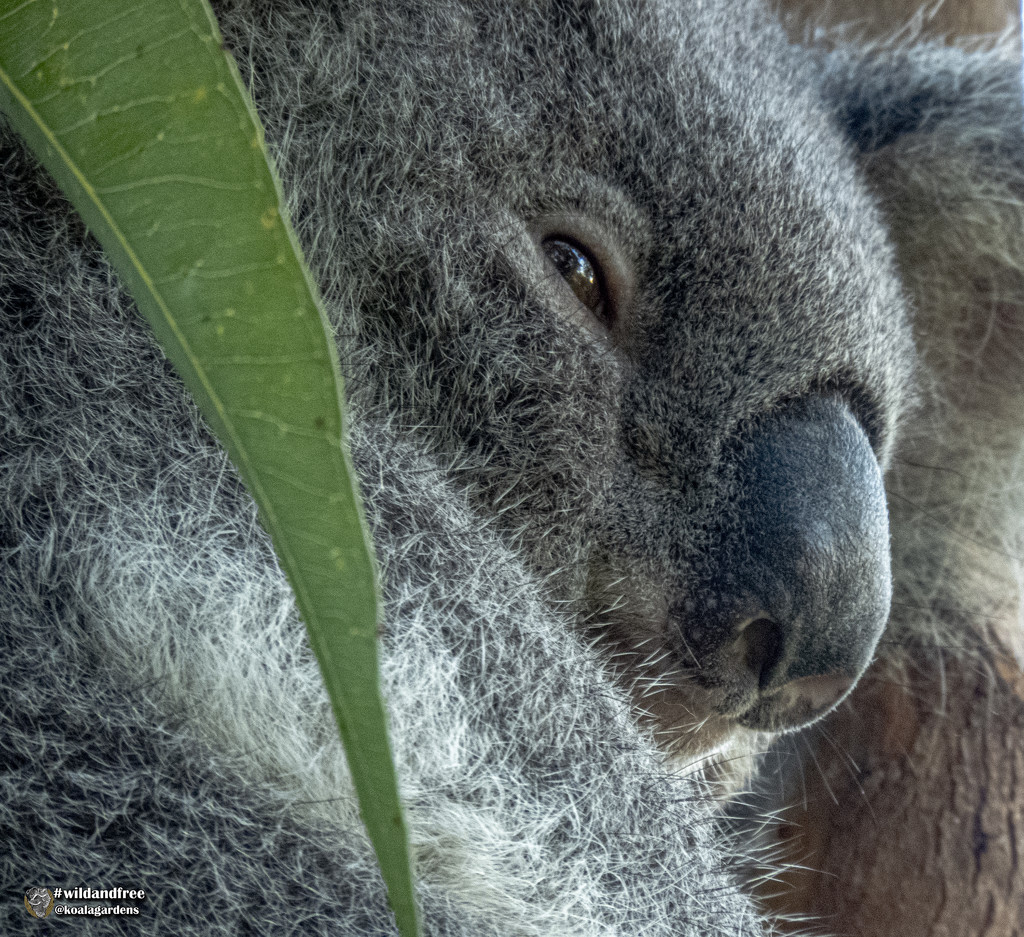 a more subtle nose by koalagardens