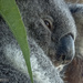 a more subtle nose by koalagardens