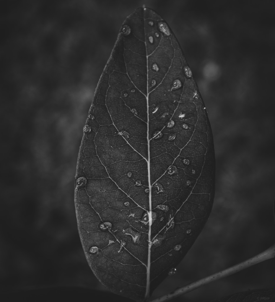 Rain Drops & Leaf by ramr