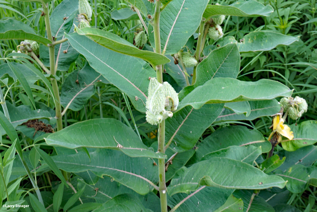 Common Milkweed by larrysphotos