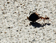 17th Jul 2020 - Ant at work