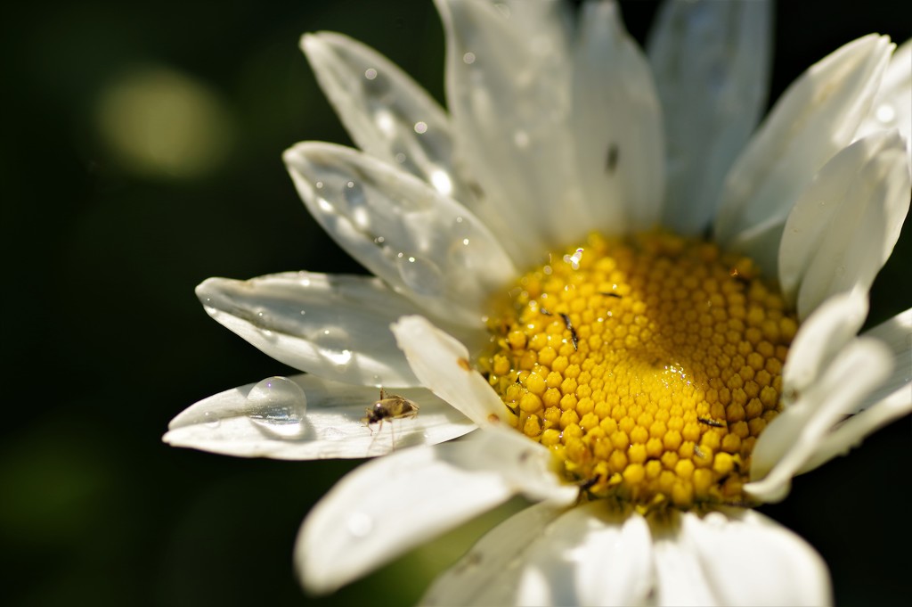 Daisy and Bug by radiogirl