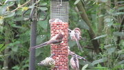 16th Jul 2020 - long tailed tits (possibly)